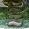 musch cribrellum larva4 volg